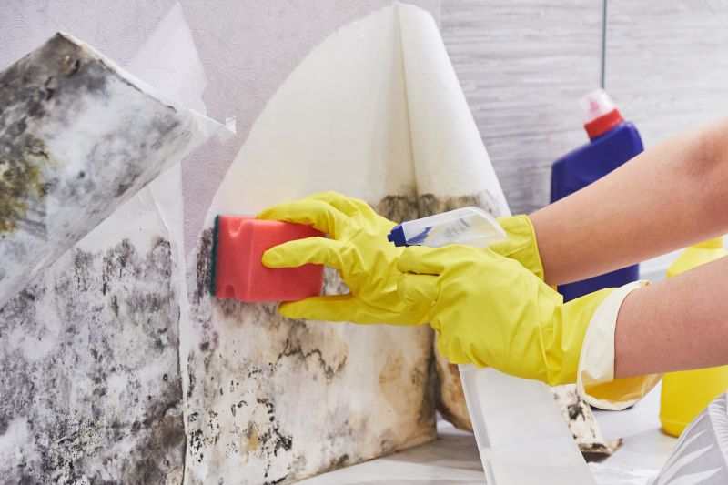 Attic Mold Removal in Frisco, TX