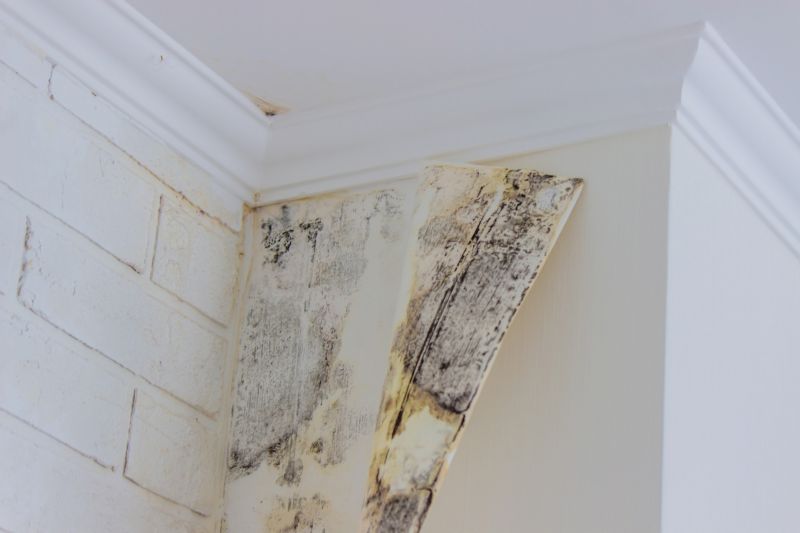 Mold Abatement Service in Dallas, TX