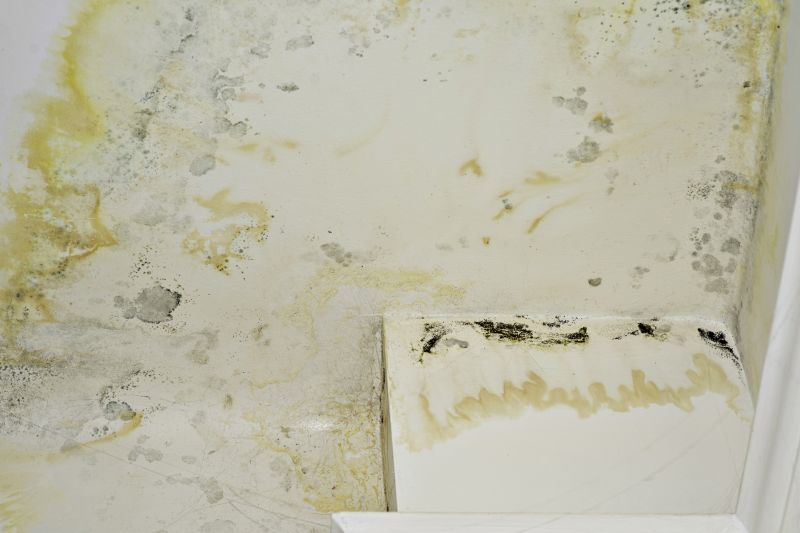 Mold Cleanup Service in West Palm Beach, FL